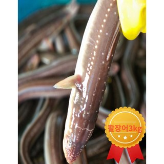 보양식 벌떡 바다장어 특대 소스2종포함 손질바다장어 구이용, 활장어특대3kg(6~9미), 1개