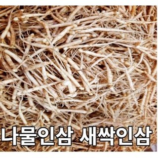 한달간만 판매하는 나물용인삼 샐러드인삼 새싹인삼, 나물인삼1kg