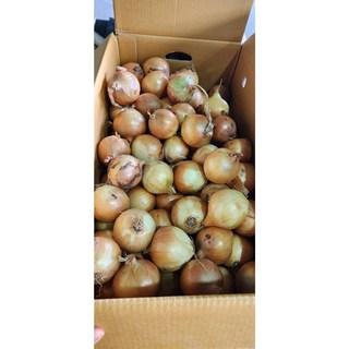 햇 양파 10kg 중사이즈 장아찌 사이즈 최상품, 10kg (소사이즈), 1개
