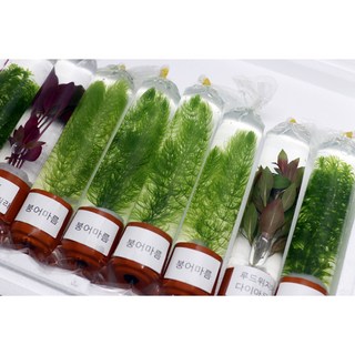 붕어마름 포트수초