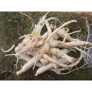 삼계탕인삼 실속 막파삼 1kg 대용량, 1개