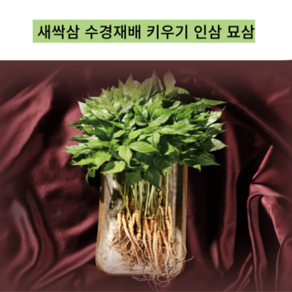 새싹삼 수경재배 키우기 인삼 묘삼, 1개, 2g