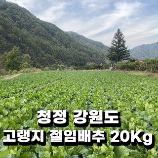 청정 강원 평창 무르지 않는 명품 고랭지 절임배추 20KG 김장 전날 받으세요. 배송메시지에 연락처랑 날짜 입력해 주세요. 주문 확인되면 문자드려요~, 김장 전날 11월 14일 도착, 1박스