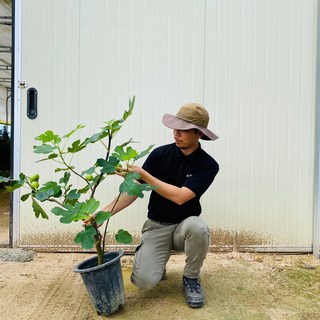 무화과나무 묘목 3년생 포트묘 결실주, 1개, 무화과3년생