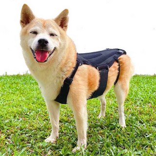 강아지 허리 보조기 슬개골 보호 관절 보행 스트랩 벨트 펫, 1개, 5. 블랙 허리보호대+회복 밴드 M