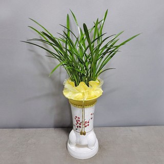 꽃썸플라워 동양란 기본 [당일배송] 승진 영전 개업 이전 축하난, 1개