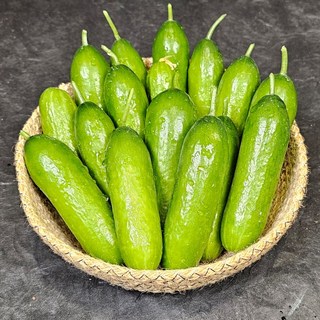 수분가득 미니오이 산지직송 수확즉시 발송, 1개, 1kg
