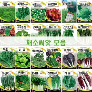주주씨앗 채소 씨앗 모음전/웰빙 쌈채소/파/배추/루꼴라/상추/양배추/케일/달래/브로콜리/시금치/열무/쑥갓/나물/청경채/모듬/씨앗, 84. 세계흑금장파 80g, 1개