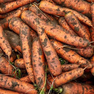달큰 아삭 제주 구좌 당근