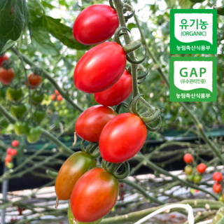 방울토마토 유기농 GAP 대추방울토마토, 1박스, 1kg
