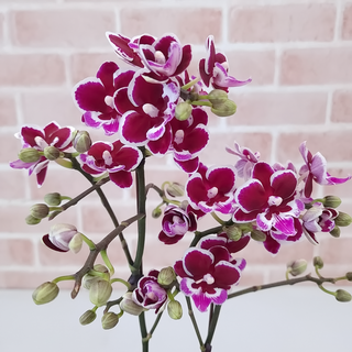 도희씨네 정원 꽃나비 호접란 서양란 쁘띠 크라운 쌍대, 1개