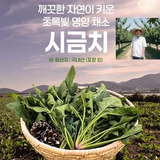 [포항 직배송] 국내산 시금치 자연산 비타민 영해초라고 불리는 5~10월 시금치, 1세트, 900g