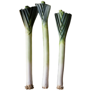 서양대파 릭 leek, 1박스, 500g