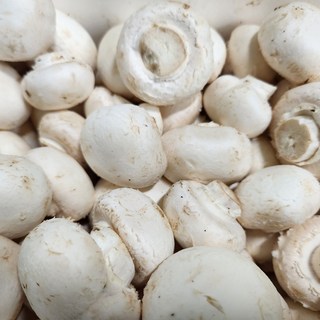 양송이버섯(못난이+꼬다마+특품), 1개, 1kg