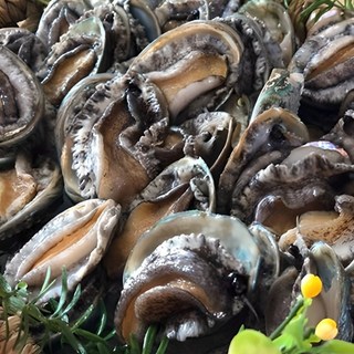 해신수산* 완도활전복 라면전복 40-70미 1kg 산지직송(평일오전9시 당일출고), 1개