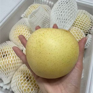 [산지직송] 10월 출하 중인 아삭아삭 달콤한 명품 황금배 아삭아삭한 과육 팡팡터지는 과즙 추석 설 선물로 딱 알맞은 가성비있는 명품배, 1박스, 5kg
