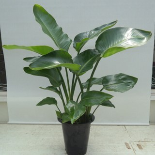 온누리농원 극락조(여인초)-3촉 극락조 여인초 1개 상품 이미지