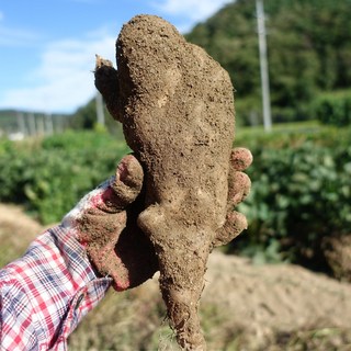 마사토 안동마 산마, 1박스, 2kg (산마 상품)
