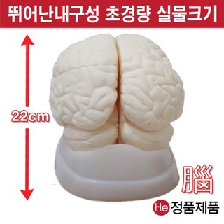 He 뇌모형 해부모형 4002JP