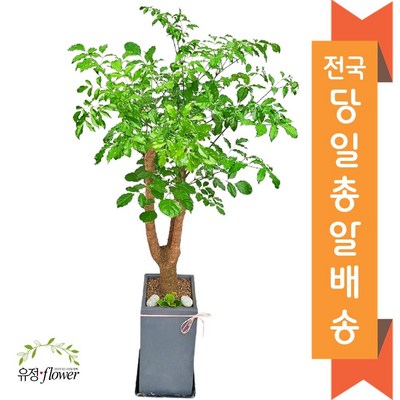  고급대형 화분 개업 축하 화분 전국 당일배송, 03. 해피트리, 1개 _말랑말랑 향기로운 꽃배달