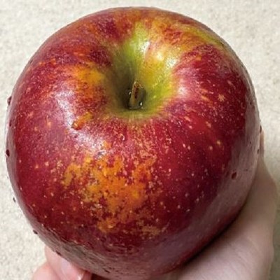 사과의왕 감홍사과(특대과) 3~4.5kg, 1박스, 선택1_달콤한 감홍사과로 가을을 더욱 풍성하게 즐기세요