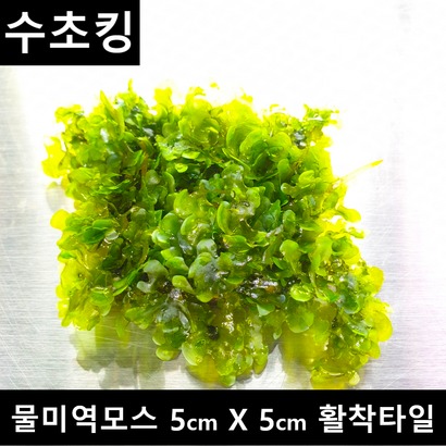 [수초킹] 키우기 쉬운 초보수초 물미역모스 * 활착판