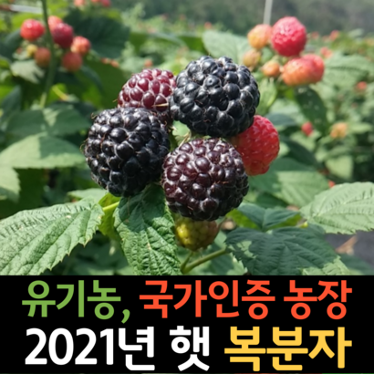 최상급 2021년 햇 유기농 생복분자 생과 토종 냉동 복분자 열매 리뷰후기