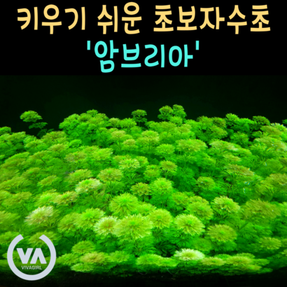 [비바소녀] 누구나 쉽게 기르는 암브리아  / 초보수초 구피 새우 은신처