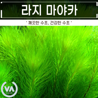 [더드림][수초명가] 라지 마야카 리뷰후기