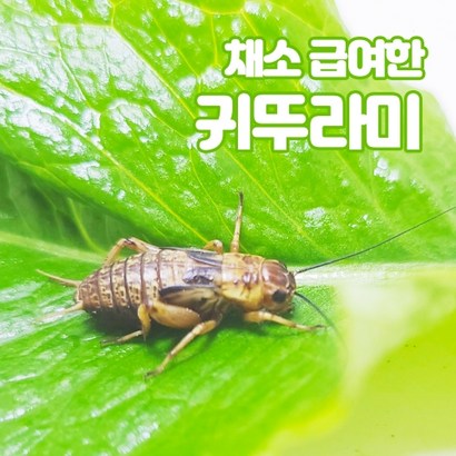 파충류 끝판왕 먹이 신선한 귀뚜라미 소 100마리  사료