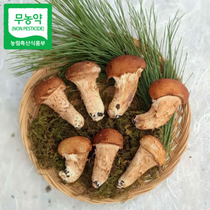 [참송이]직접재배 산지직송 친환경 참송이버섯 가정용 //