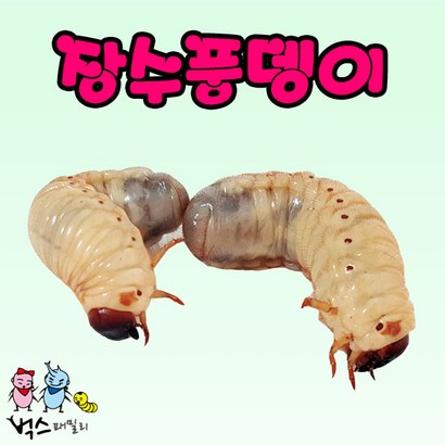 장수풍뎅이 유충 애벌레