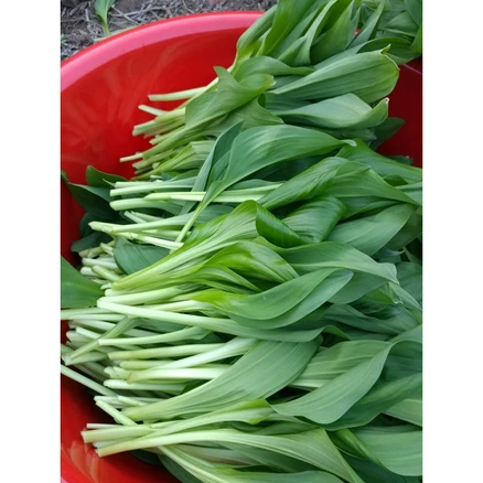 강원도 생 명이나물 산마늘 영월 산지직송, 3개, 1kg