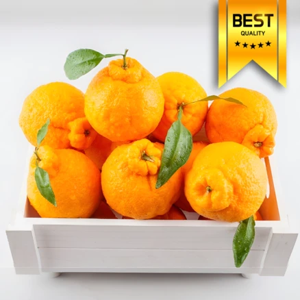 [3차앵콜오픈] 15brix 당도보장 제주명품 한라봉, 1개, 5kg 고당도가정용(25과내외)