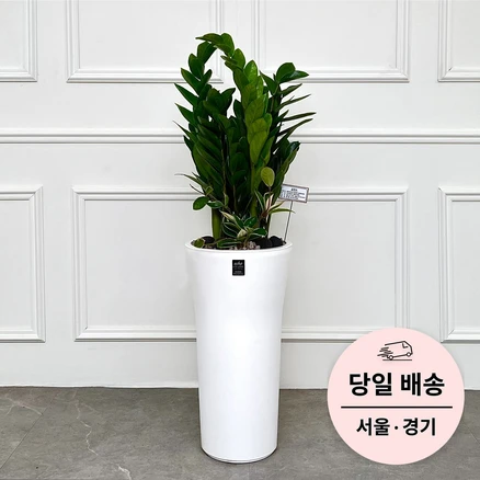 에코플랜트 금전수 개업 화분 집들이 선물 승진 사무실 이전 병원 개원 식당 개업식 축하 화분 배달 [서울 경기 당일배송]<토요일 오후 일요일 주문건 월요일배송>, 01. 금전수, 1개”>
	                        <h3>에코플랜트 금전수 개업 화분 집들이 선물 승진 사무실 이전 병원 개원 식당 개업식 축하 화분 배달 [서울 경기 당일배송]<토요일 오후 일요일 주문건 월요일배송>, 01. 금전수, 1개</h3>
	                        <p class=