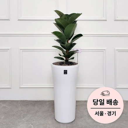 에코플랜트 실내 공기정화 식물 개업식 사무실 이전 승진 까페 개원 집들이 선물 개업 축하 화분 배달 [서울 경기 당일배송]<토요일 오후 일요일 주문건 월요일배송>, 01. 고무나무, 1개”>
	                        <h3>에코플랜트 실내 공기정화 식물 개업식 사무실 이전 승진 까페 개원 집들이 선물 개업 축하 화분 배달 [서울 경기 당일배송]<토요일 오후 일요일 주문건 월요일배송>, 01. 고무나무, 1개</h3>
	                        <p class=