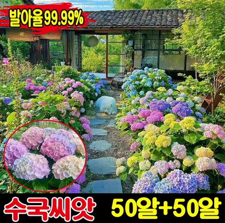 [생존율&발아율99.99%] 50/100/200알 수국 모종 씨앗 수국화 꽃씨앗 종자 아나벨 수국 묘목 나비 수국 가든플라워 내음성 내열성, 2세트