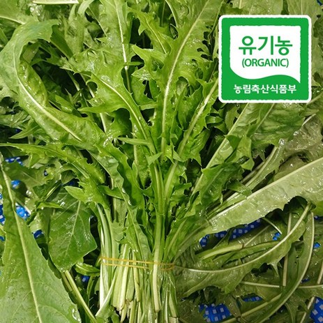 국내산 유기농 생 토종 흰민들레 생채 생잎 쌈채소 나물, 400g, 1개-추천-상품
