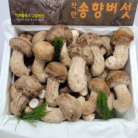 송화 송향버섯 송고버섯 선물용세트, 선물용 고급 500g, 1개-추천-상품