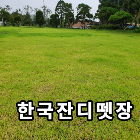 한국 잔디 뗏장 소형(25 50 75 100장) 들잔디 산소 정원 공원 골프장용 낮게자람 고온에강, 100장, 1개-추천-상품