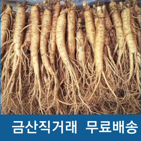 금산 수삼 인삼 작은 실삼계 삼계탕용 가정용인삼, 1세트, 실속형350g(50-60뿌리)뿌리)-추천-상품