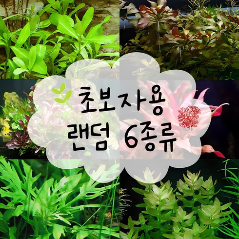 무균수초 - 피알피쉬 450 수초 (1.5자 초보자용 수초) 30촉내외, 1세트, 1개, 1개