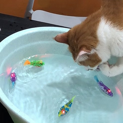 물고기로봇 - 묘심 LED 로봇 물고기 고양이 장난감 4p 세트, 랜덤 발송, 1세트