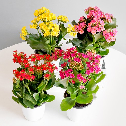 모리앤 사계절 꽃이 피는 카랑코에 포트식물 4종 세트, 혼합색상, 1세트