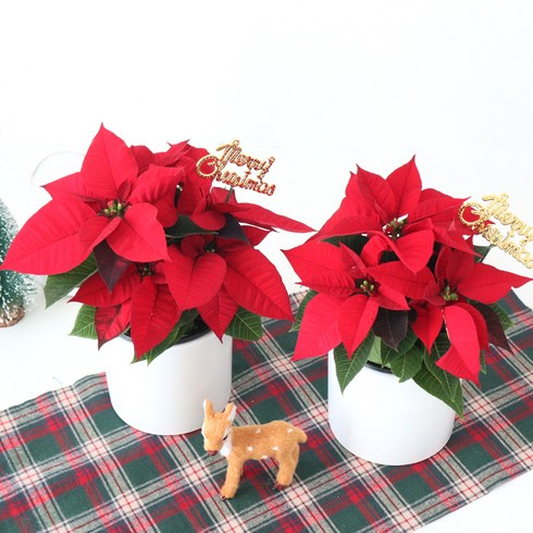 모리앤 크리스마스 포인세티아 포트 2p + 도자기 화분 2p + 메리크리스마스픽 2p + 조명 2p 세트, 레드, 1세트