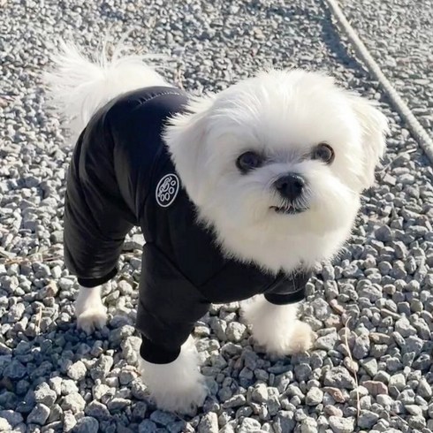 강아지올인원 TOP01