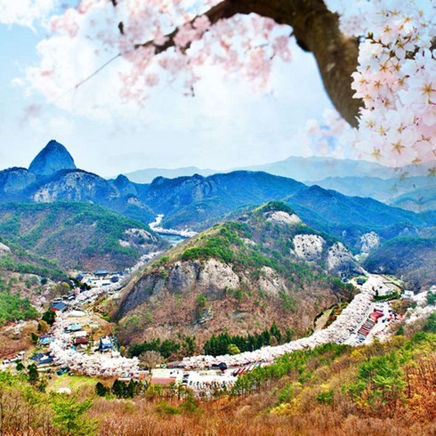 [전북] 진안 마이산 벚꽃(탑사)+전주 한옥마을 당일여행 / 봄꽃축제여행 / 서울경기出