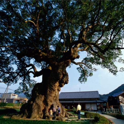 [하카타] #모두투어 [벚꽃필때✿][카멜리아 서큐슈 미인온천♨][온천호텔1박+시내호텔1박] 사가/카라츠/타케오/후쿠오카 4일 #카멜리아 #BJC622CMJ5