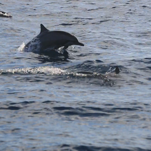 [보홀] 인천출발 제주항공 보홀 4일 #APP2387CF #돌핀베이리조트 #디럭스룸