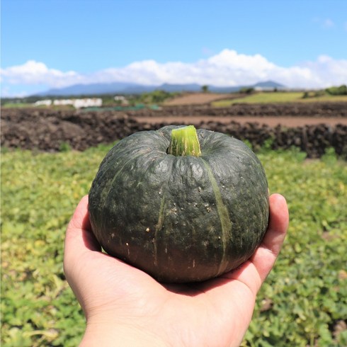 하동 미니밤호박 6kg - 단호박 5kg 10kg 미니단호박 1.5kg 3kg 빠른배송 산지직송 당일배송, 1개, 미니 밤호박 3.0kg(6~10수)